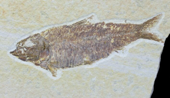 Detailed Fossil Fish (Knightia) - Wyoming #88566